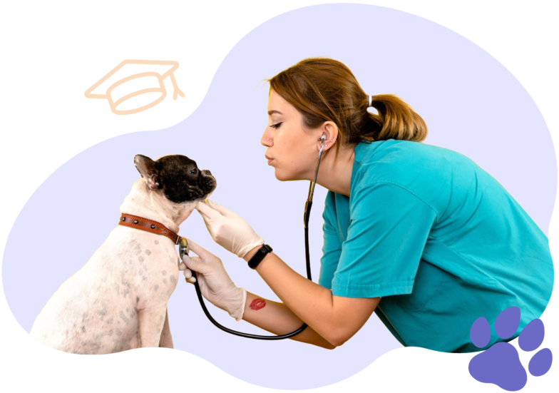 lekarz weterynarii leczący psa